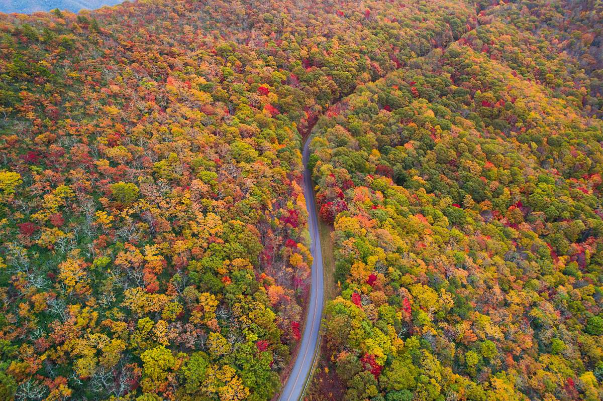 blue ridge parkway aerial photo of green, red, and yellow leafed trees at daytime asheville